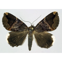 /filer/webapps/moths/media/images/O/obvia_Achaea_AM_Basquin.jpg