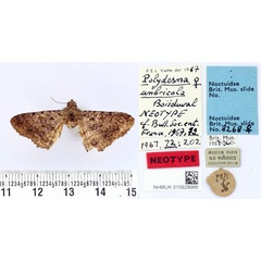 /filer/webapps/moths/media/images/U/umbricola_Polydesma_NT_BMNH.jpg