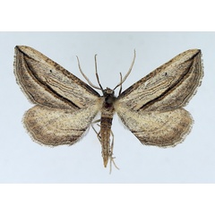 /filer/webapps/moths/media/images/A/apicata_Hebdomophruda_AM_TMSA_02.jpg