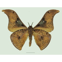 /filer/webapps/moths/media/images/N/nyungwensis_Dogoia_AM_Basquinb.jpg