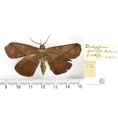 /filer/webapps/moths/media/images/L/lacista_Deinypena_STM_BMNH.jpg