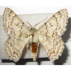 /filer/webapps/moths/media/images/H/hypoleucaria_Pingasa_A_Bippus.jpg