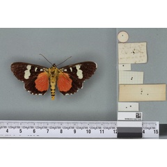 /filer/webapps/moths/media/images/Z/zea_Agarista_HT_BMNHb.jpg