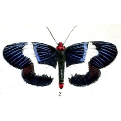 /filer/webapps/moths/media/images/D/delicia_Massaga_ST_BMNH.jpg