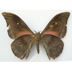 /filer/webapps/moths/media/images/B/batesi_Lobobunaea_HT_NHMUKb.jpg