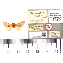/filer/webapps/moths/media/images/K/kilosa_Delorhachis_HT_BMNH.jpg