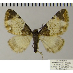 /filer/webapps/moths/media/images/S/steeleae_Eupithecia_AF_ZSM_02.jpg