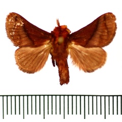 /filer/webapps/moths/media/images/P/pepon_Phorma_AM_BMNH.jpg