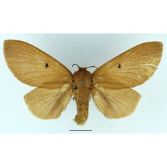 /filer/webapps/moths/media/images/N/nitescens_Phoenicladocera_AF_Basquin_02.jpg