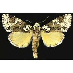 /filer/webapps/moths/media/images/U/umay_Butleronia_HT_CESA.jpg