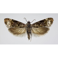 /filer/webapps/moths/media/images/M/monitrix_Namasia_AM_NHMO.jpg