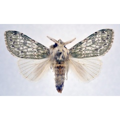 /filer/webapps/moths/media/images/I/ila_Griveaudyria_AM_NHMO.jpg