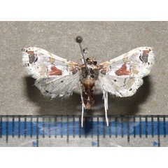 /filer/webapps/moths/media/images/A/africensis_Leucinodes_A_Goffb_02.jpg