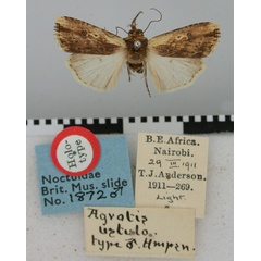 /filer/webapps/moths/media/images/U/ustula_Agrotis_HT_BMNH.jpg