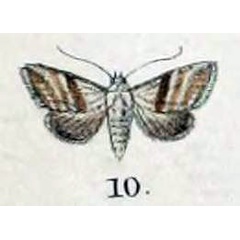 /filer/webapps/moths/media/images/C/chalybea_Micra_HT_Swinhoe_47_10.jpg
