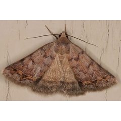 /filer/webapps/moths/media/images/A/annexa_Plecoptera_A_Heyns_03.jpg