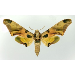/filer/webapps/moths/media/images/A/africanus_Batocnema_AF_Basquin.jpg