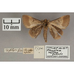 /filer/webapps/moths/media/images/R/reflexa_Plecoptera_HT_OUMNH_02.jpg