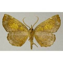 /filer/webapps/moths/media/images/P/purpurescens_Drepanogynis_PTM_ZSMb.jpg