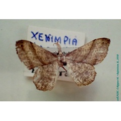 /filer/webapps/moths/media/images/T/trizonata_Xenimpia_AM_PZBT.jpg
