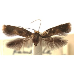/filer/webapps/moths/media/images/L/lamprochalca_Scythris_HT_BMNH.jpg