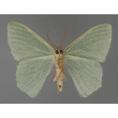 /filer/webapps/moths/media/images/D/delicataria_Prasinocyma_A_ZSM_02.jpg