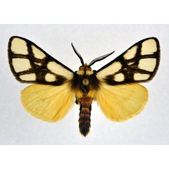 /filer/webapps/moths/media/images/R/reticulata_Anaphe_AM_NHMO.jpg