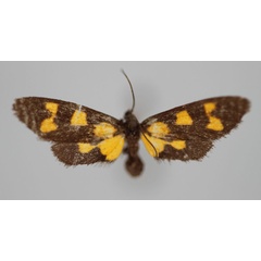/filer/webapps/moths/media/images/L/lacrimata_Thyrosticta_PT_BMNH.jpg