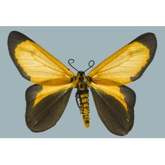 /filer/webapps/moths/media/images/M/moi_Zerenopsis_AM_Staude_01.jpg