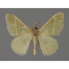 /filer/webapps/moths/media/images/R/ruficornis_Microloxia_A_ZSM_01.jpg