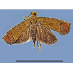 /filer/webapps/moths/media/images/O/ornata_Thylacogaster_HT_MRSN.jpg