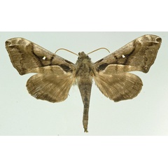 /filer/webapps/moths/media/images/N/nigricans_Ceridia_AM_Basquin_02.jpg