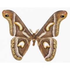/filer/webapps/moths/media/images/W/watulegei_Epiphora_AM_Basquin_02.jpg