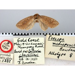 /filer/webapps/moths/media/images/M/mediopuncta_Poecopa_AT_BMNH.jpg