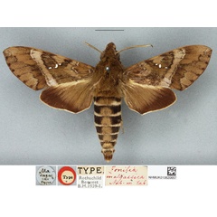 /filer/webapps/moths/media/images/M/malgassica_Zonilia_HT_BMNH.jpg