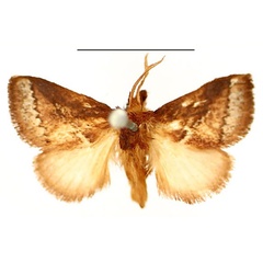 /filer/webapps/moths/media/images/M/metallica_Prosternidia_AM_BMNH.jpg