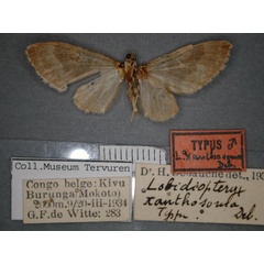 /filer/webapps/moths/media/images/X/xanthosoma_Lobidiopteryx_HT_RMCA_02.jpg
