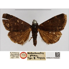 /filer/webapps/moths/media/images/P/phaea_Metachrostis_STF_NHMUK.jpg