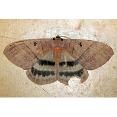/filer/webapps/moths/media/images/E/eurymas_Jana_A_Voaden_01.jpg
