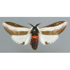 /filer/webapps/moths/media/images/S/serena_Galona_AM_RMCA.jpg