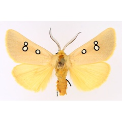 /filer/webapps/moths/media/images/P/phedonia_Rhanidophora_AM_TMSA_02.jpg