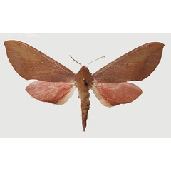 /filer/webapps/moths/media/images/P/punctum_Phylloxiphia_AF_Basquin.jpg