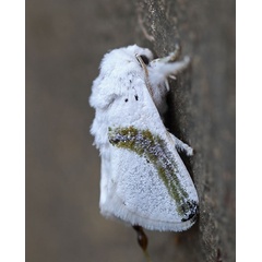 /filer/webapps/moths/media/images/C/chionostola_Afraltha_A_Voaden_01.jpg
