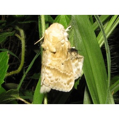 /filer/webapps/moths/media/images/M/magna_Eucraera_A_Goff.jpg