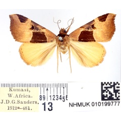 /filer/webapps/moths/media/images/C/catoxantha_Marcipa_AF_BMNH.jpg