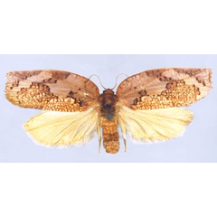/filer/webapps/moths/media/images/A/angolana_Labidosa_HT_BMNH.jpg