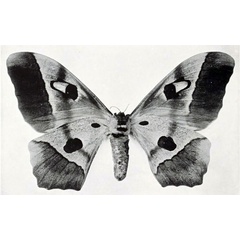/filer/webapps/moths/media/images/C/congolensis_Bunaea_HT_Oberthur_1910-Fb.jpg