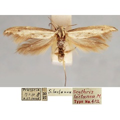 /filer/webapps/moths/media/images/L/lactanea_Scythris_LT_TMSA.jpg