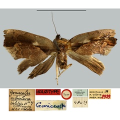 /filer/webapps/moths/media/images/S/subviolacea_Goniocalpe_HT_MNHN.jpg