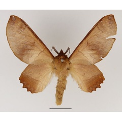 /filer/webapps/moths/media/images/S/sidha_Opisthodontia_AF_Basquin.jpg